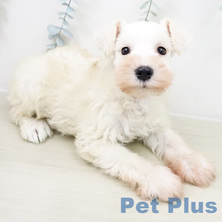 ミニチュア・シュナウザーの写真2