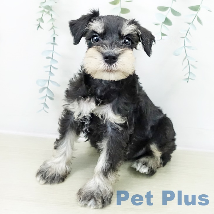 ミニチュア・シュナウザー