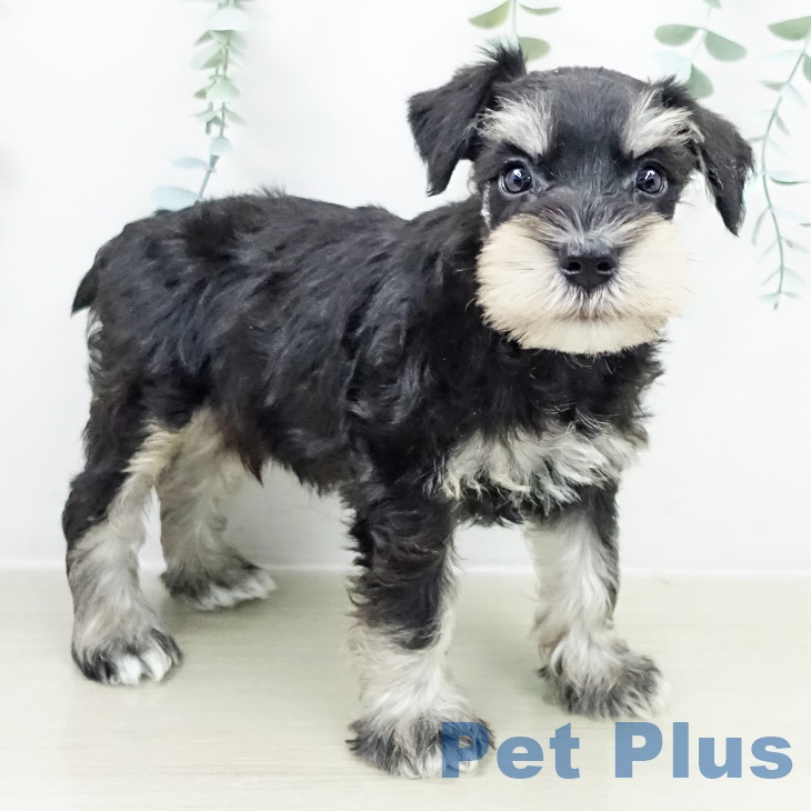 ミニチュア・シュナウザー