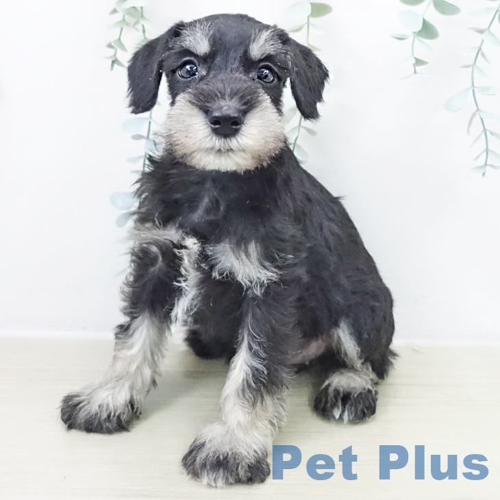 ミニチュア・シュナウザー