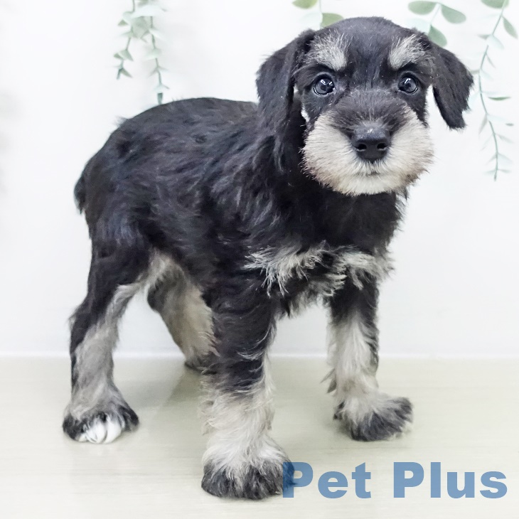 ミニチュア・シュナウザー