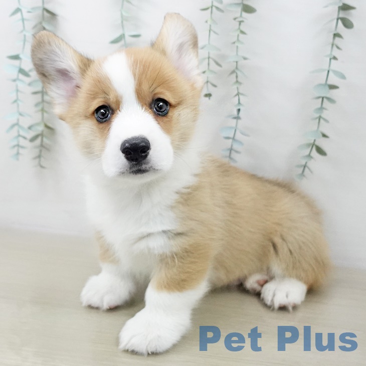 ウェルシュ・コーギー・ペンブローク