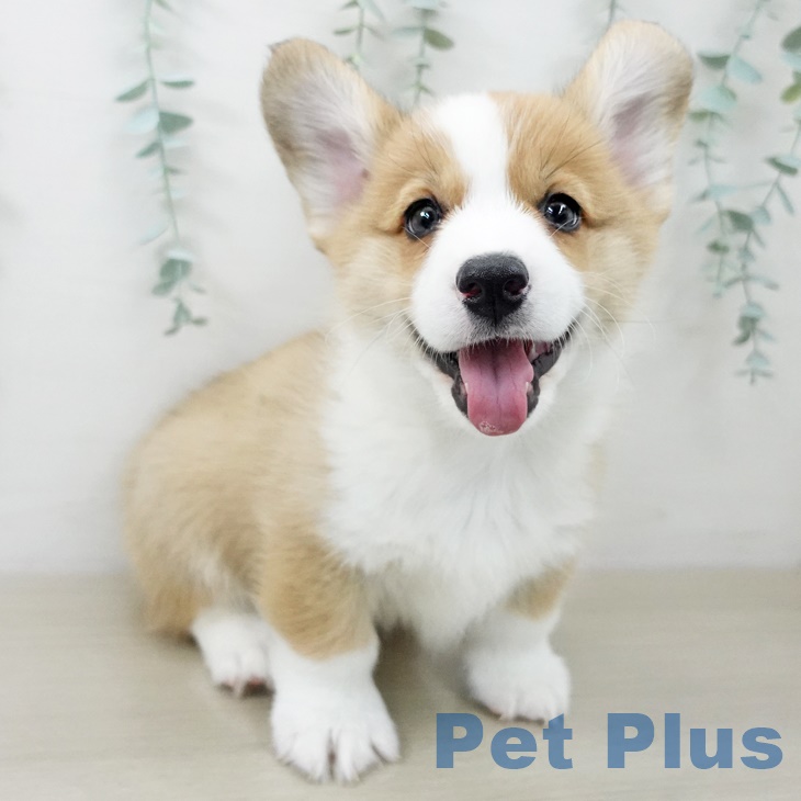 ウェルシュ・コーギー・ペンブロークの写真2