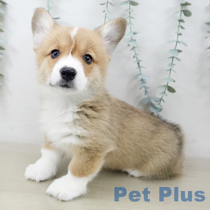 ウェルシュ・コーギー・ペンブローク