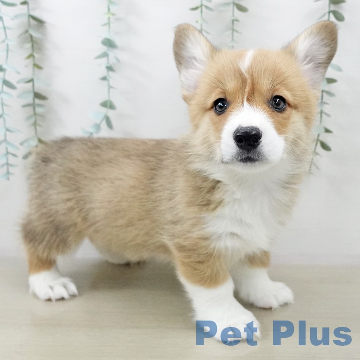 ウェルシュ・コーギー・ペンブロークの写真2