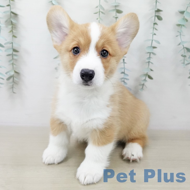 ウェルシュ・コーギー・ペンブローク