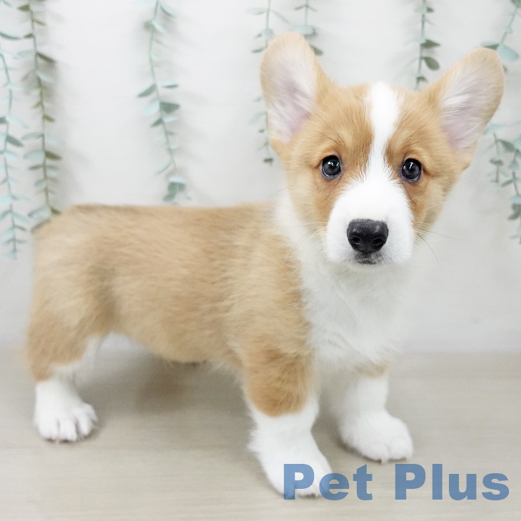 ウェルシュ・コーギー・ペンブロークの写真2