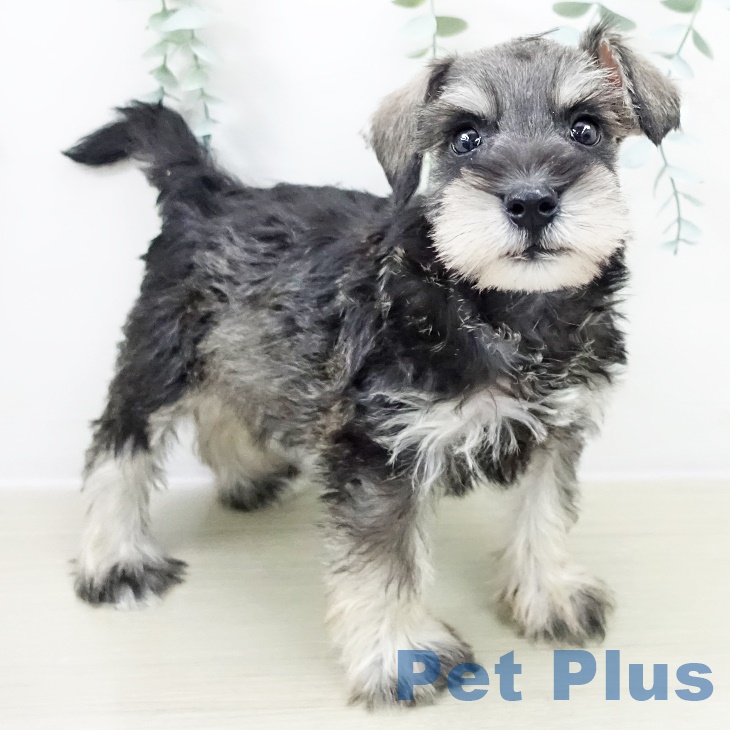 神奈川県のミニチュアシュナウザー (ペットプラス 相模原並木店/2025年10月1日生まれ/男の子/ソルトペッパー)の子犬の1枚目の画像