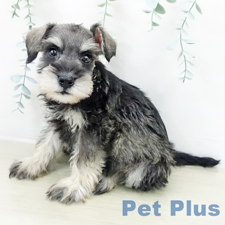 神奈川県のミニチュアシュナウザー (ペットプラス 相模原並木店/2025年10月1日生まれ/男の子/ソルトペッパー)の子犬の2枚目の画像