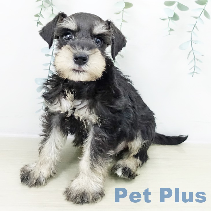 ミニチュア・シュナウザー