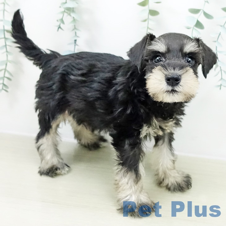 ミニチュア・シュナウザー