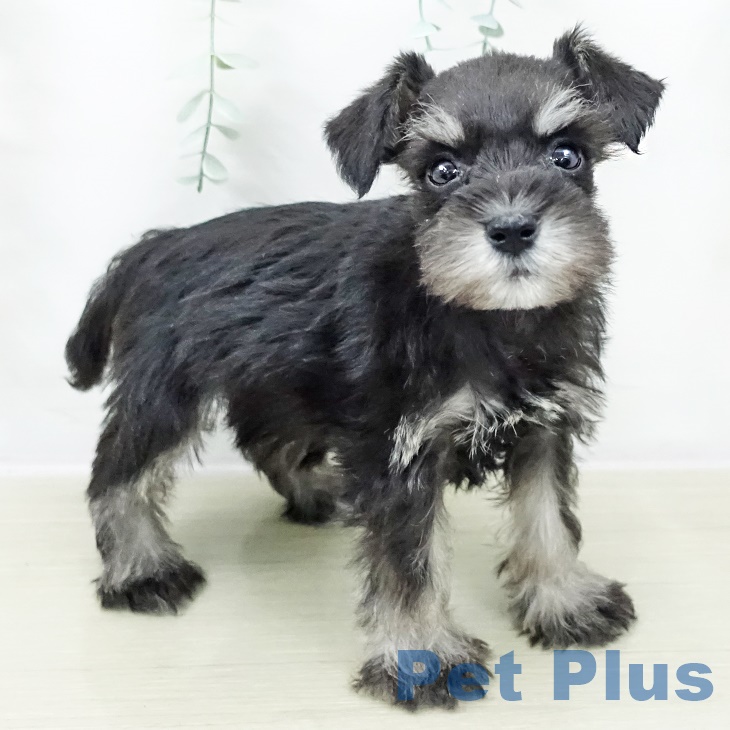 ミニチュア・シュナウザー