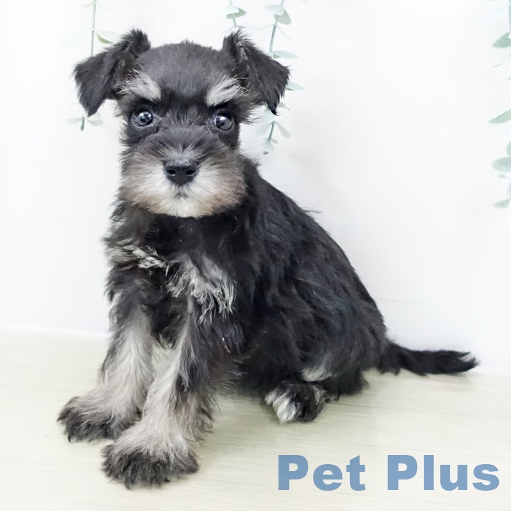 ミニチュア・シュナウザーの写真2