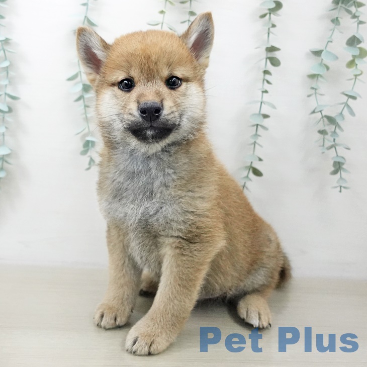 宮城県の柴犬(標準サイズ) (ペットプラス 名取店/2025年10月2日生まれ/男の子/赤)の子犬