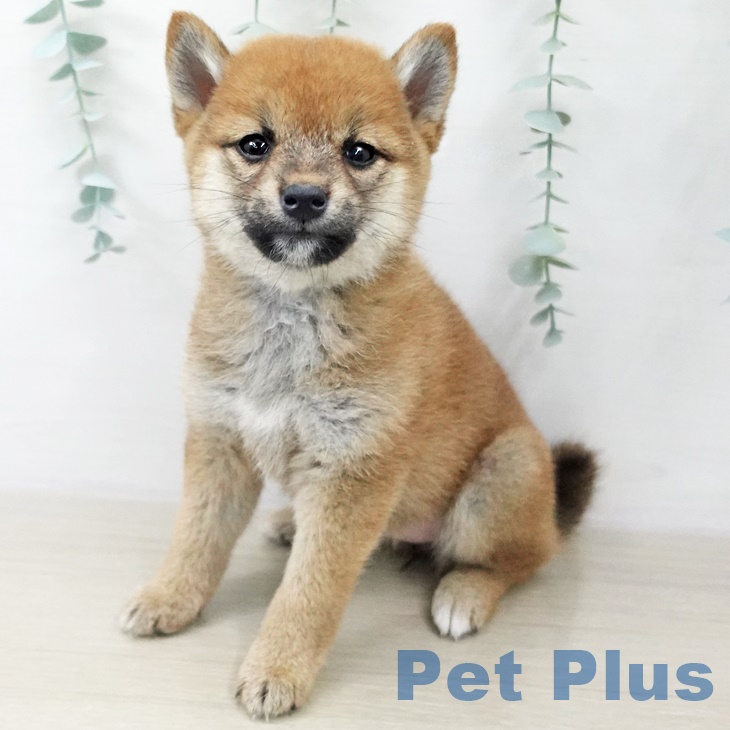 千葉県の柴犬(標準サイズ) (ペットプラス 幕張新都心店/2025年10月2日生まれ/女の子/赤)の子犬