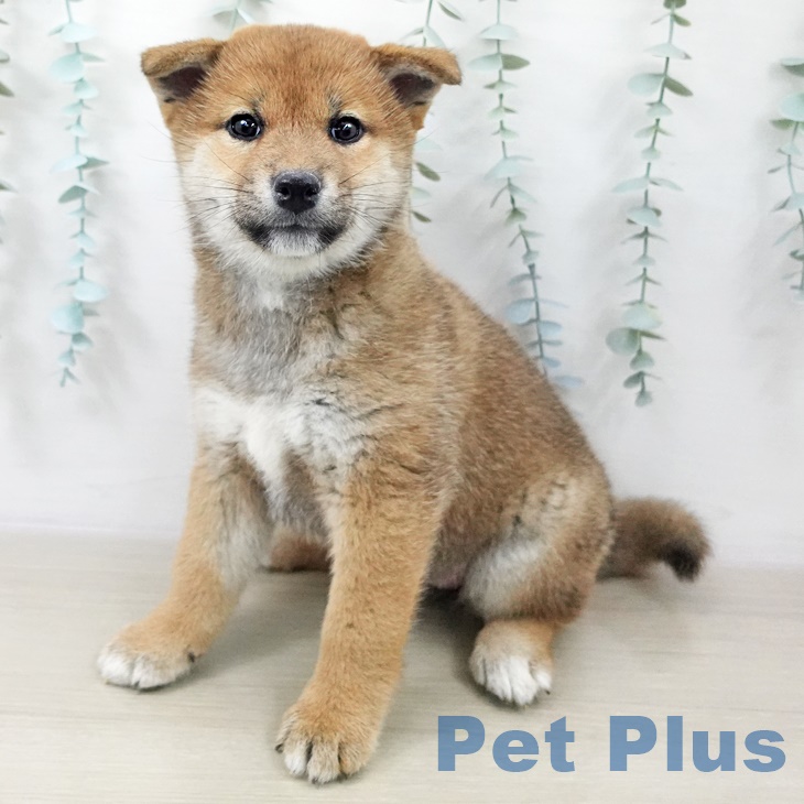 茨城県の柴犬(標準サイズ) (ペッツワン 阿見店/2025年10月2日生まれ/女の子/赤)の子犬の1枚目の画像