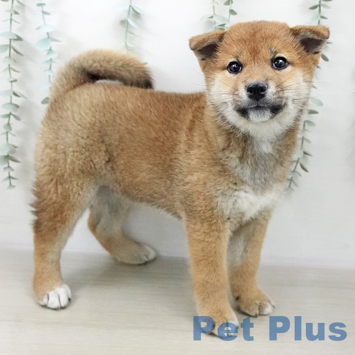 茨城県の柴犬(標準サイズ) (ペッツワン 阿見店/2025年10月2日生まれ/女の子/赤)の子犬の2枚目の画像