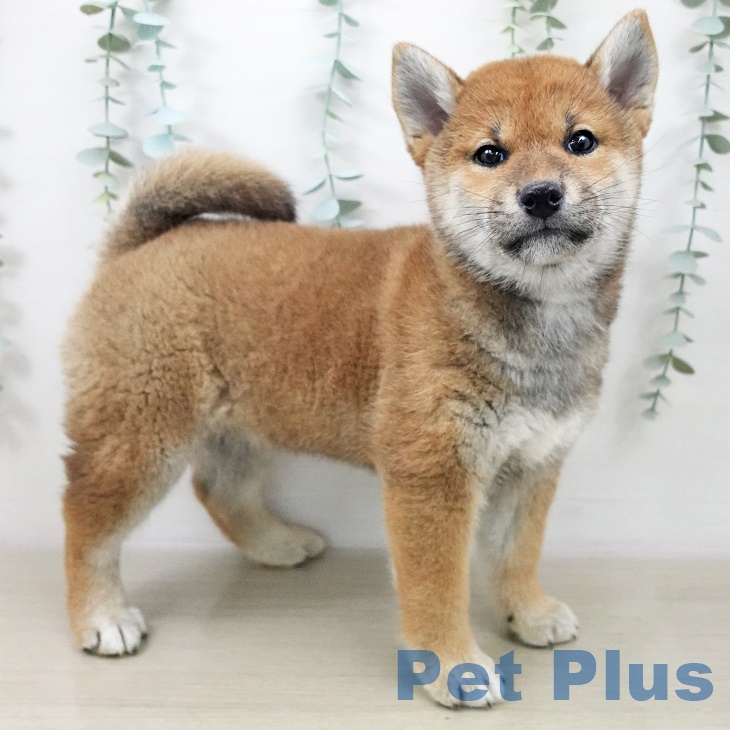 茨城県の柴犬(標準サイズ) (ペッツワン 古河店/2025年10月2日生まれ/女の子/赤)の子犬の1枚目の画像