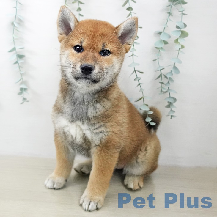 茨城県の柴犬(標準サイズ) (ペッツワン 古河店/2025年10月2日生まれ/女の子/赤)の子犬の2枚目の画像