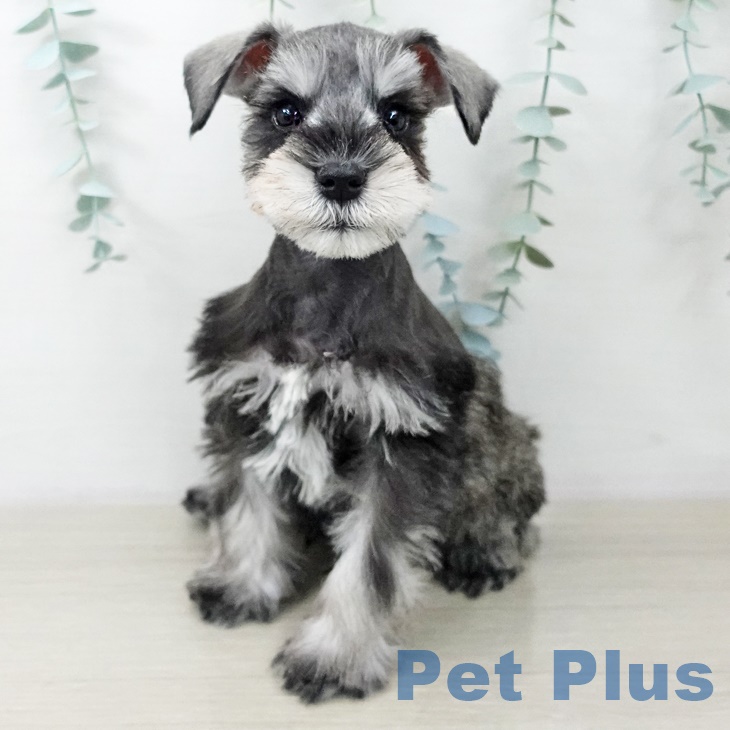 ミニチュア・シュナウザー