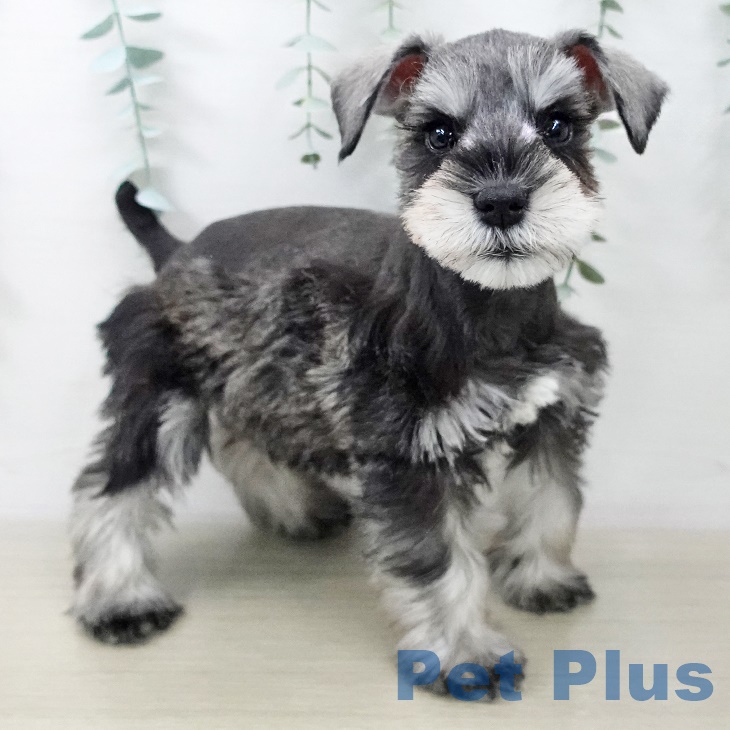 ミニチュア・シュナウザー