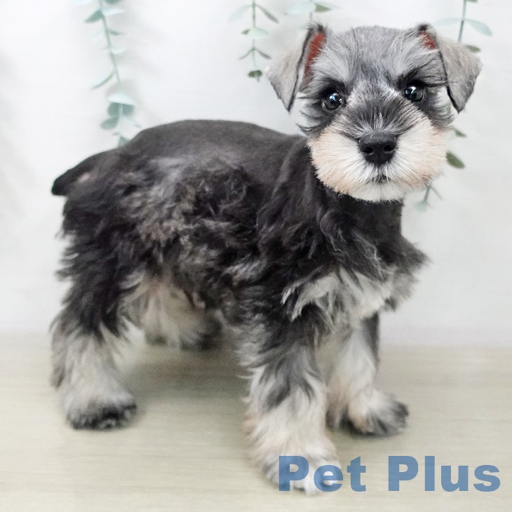 ミニチュア・シュナウザー