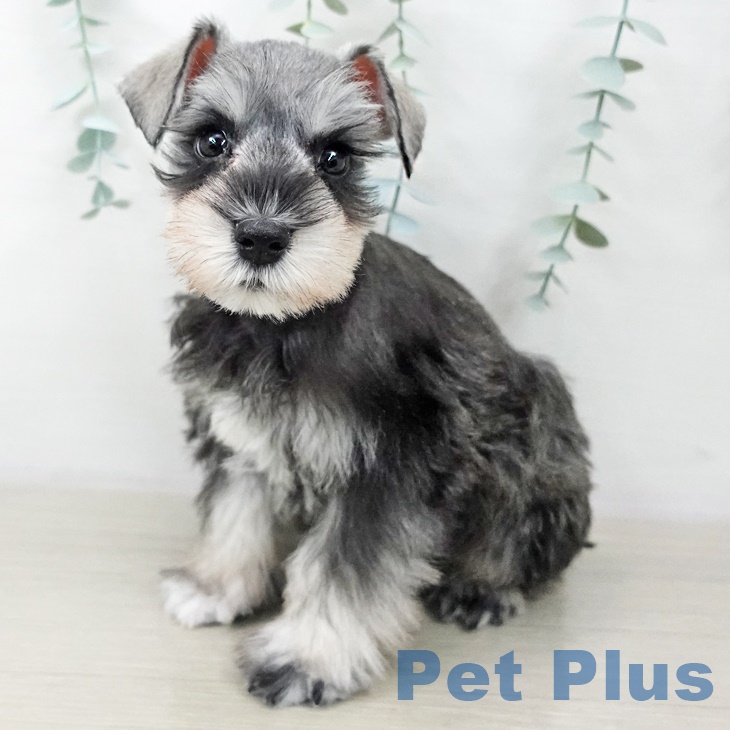 ミニチュア・シュナウザー