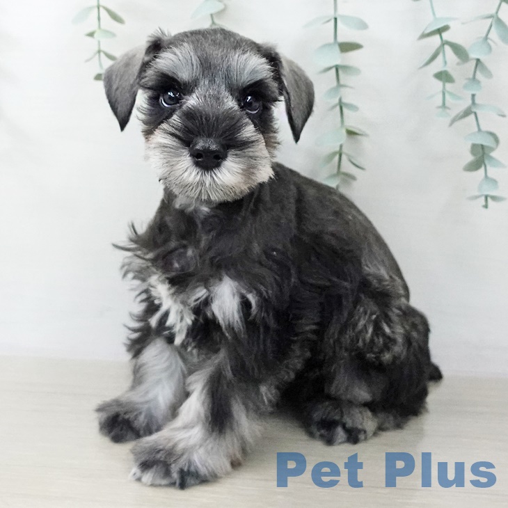 ミニチュア・シュナウザー