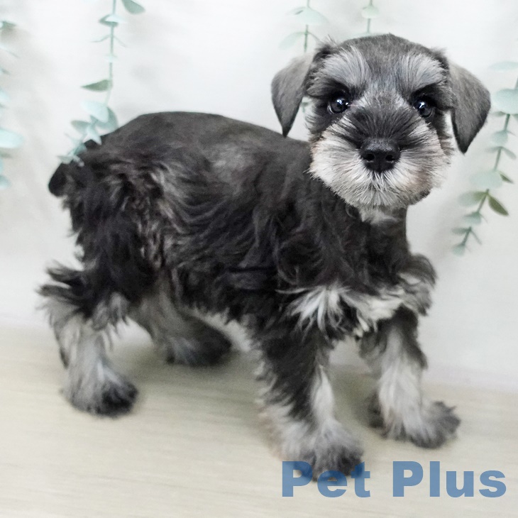 ミニチュア・シュナウザー