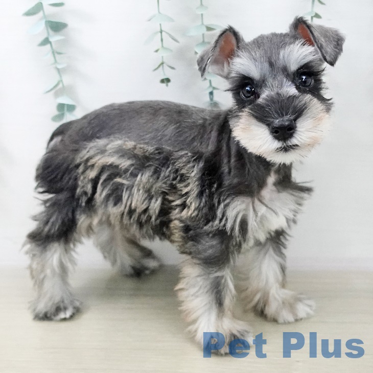 ミニチュア・シュナウザー