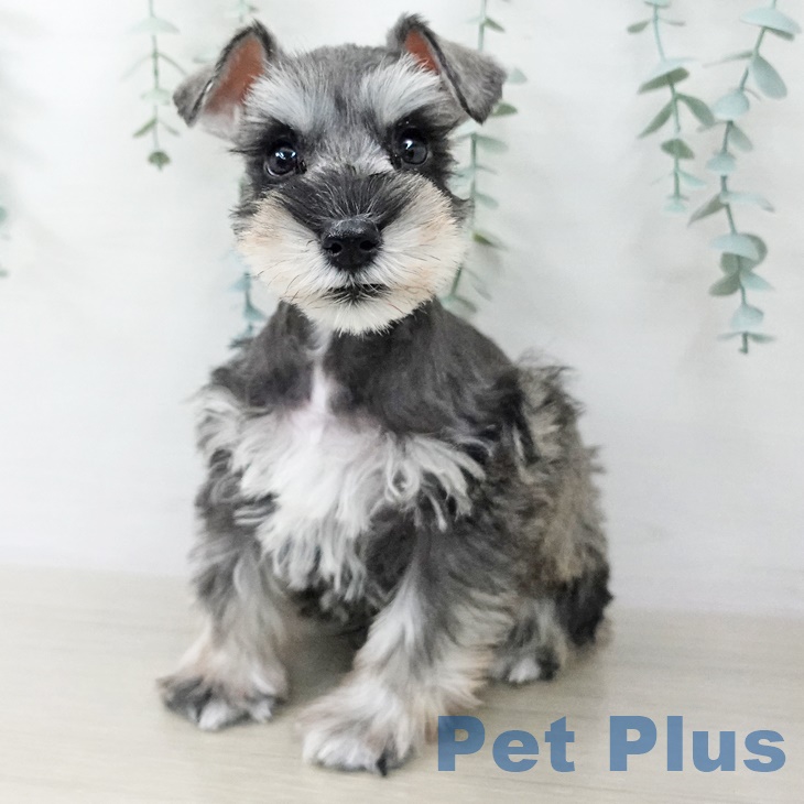 ミニチュア・シュナウザー