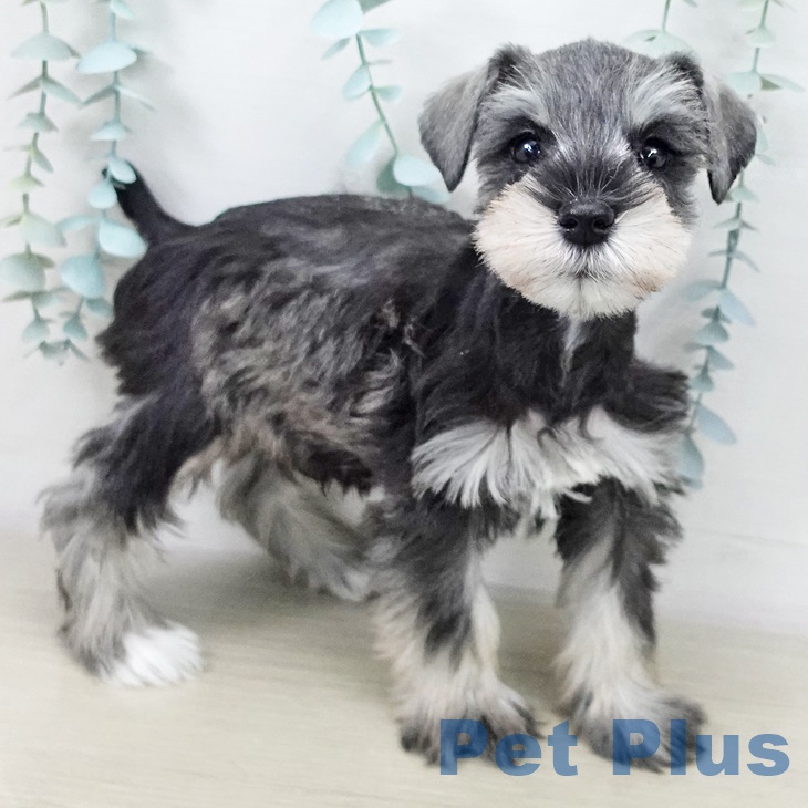 東京都のミニチュアシュナウザー (ペッツワン 南砂町SUNAMO店/2025年10月2日生まれ/男の子/ソルトペッパー)の子犬の1枚目の画像