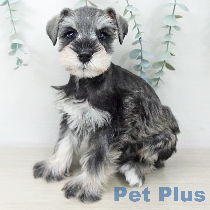 東京都のミニチュアシュナウザー (ペッツワン 南砂町SUNAMO店/2025年10月2日生まれ/男の子/ソルトペッパー)の子犬の2枚目の画像