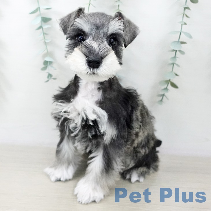東京都のミニチュアシュナウザー (ペットプラス 日の出店/2025年10月2日生まれ/男の子/ソルトペッパー)の子犬の1枚目の画像