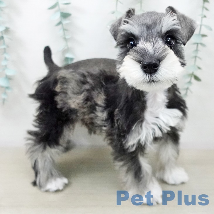 東京都のミニチュアシュナウザー (ペットプラス 日の出店/2025年10月2日生まれ/男の子/ソルトペッパー)の子犬の2枚目の画像