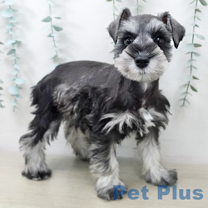 千葉県のミニチュアシュナウザー (ペットプラス 幕張新都心店/2025年10月2日生まれ/女の子/ソルトペッパー)の子犬