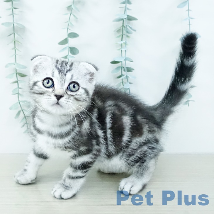 千葉県のスコティッシュフォールド (ペットプラス コトエ流山おおたかの森店/2025年9月26日生まれ/男の子/シルバータビー)の子猫の1枚目の画像