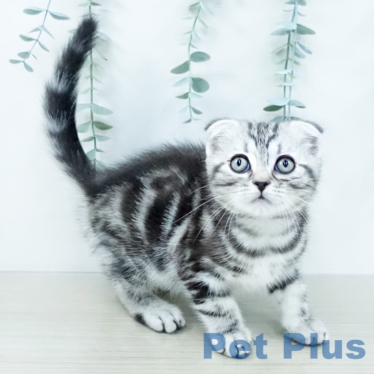 千葉県のスコティッシュフォールド (ペットプラス コトエ流山おおたかの森店/2025年9月26日生まれ/男の子/シルバータビー)の子猫の2枚目の画像