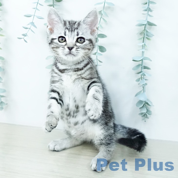 アメリカンショートヘア