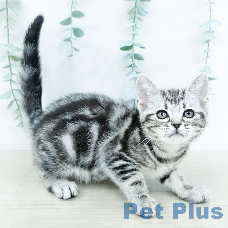 アメリカンショートヘアの写真2