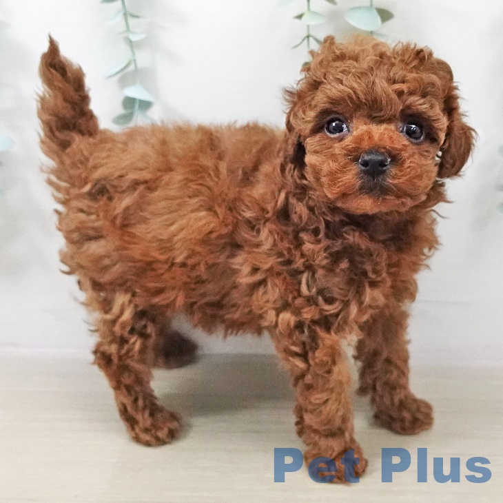 東京都のトイプードル(トイ) (ペットプラス 板橋店/2025年10月1日生まれ/女の子/レッド)の子犬