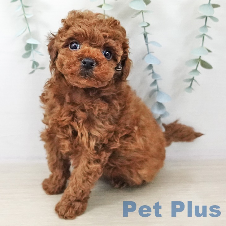 トイ・プードル