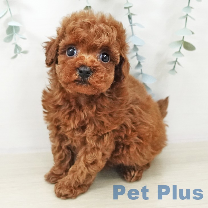 トイ・プードル