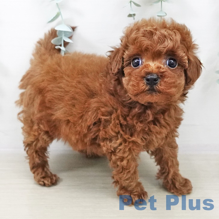 トイ・プードルの写真2