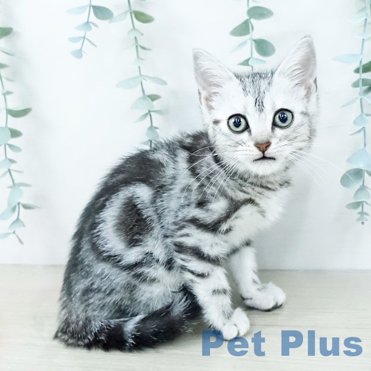 アメリカンショートヘア