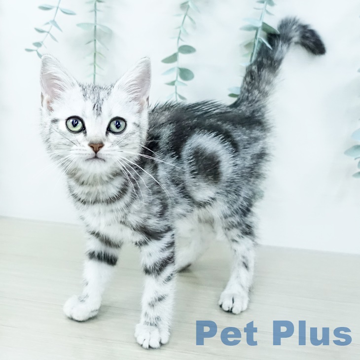 アメリカンショートヘア