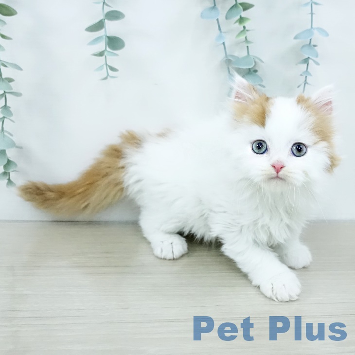 千葉県のスコティッシュフォールド (ペットプラス 八千代緑が丘店/2025年9月29日生まれ/男の子/レッドタビーホワイト)の子猫の1枚目の画像