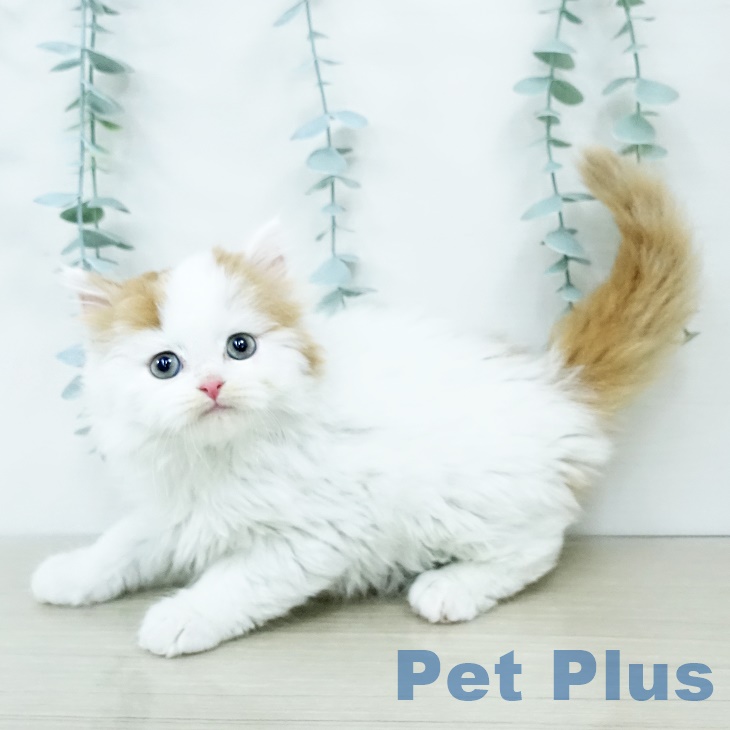 千葉県のスコティッシュフォールド (ペットプラス 八千代緑が丘店/2025年9月29日生まれ/男の子/レッドタビーホワイト)の子猫の2枚目の画像