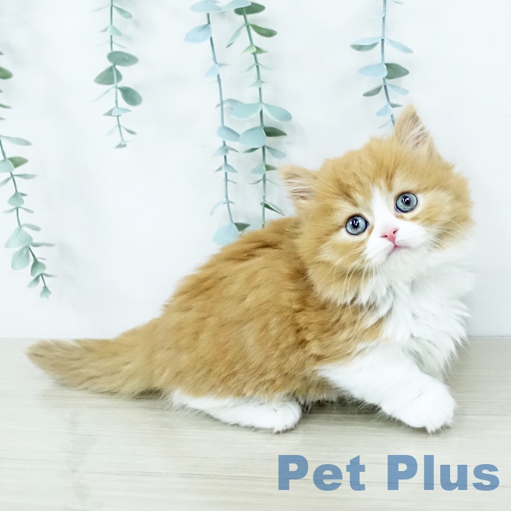 宮城県のマンチカン (ペットプラス 仙台上杉店/2025年10月2日生まれ/女の子/レッドタビーホワイト)の子猫の2枚目の画像