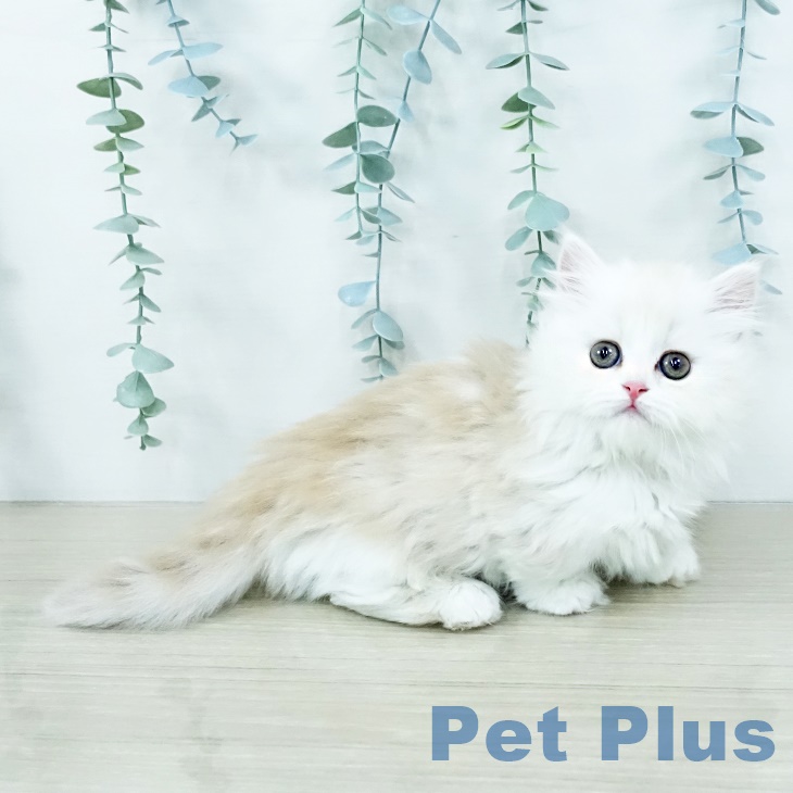 マンチカンの写真2